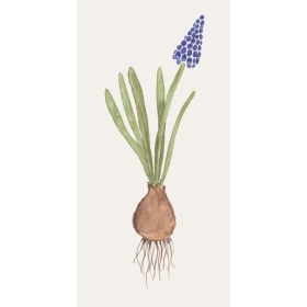 SERWETKI PAPIEROWE Grape Hyacinth Szafirek z Cebulką 16 szt Ib Laursen