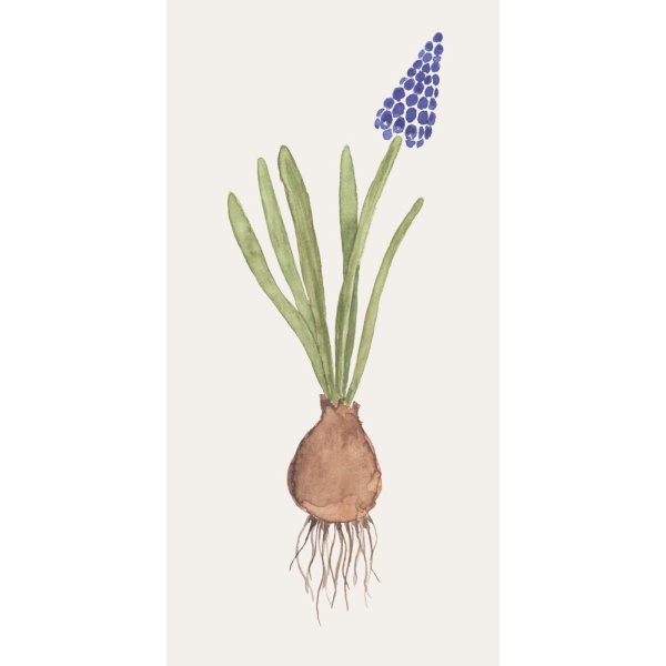 SERWETKI PAPIEROWE Grape Hyacinth Szafirek z Cebulką 16 szt Ib Laursen